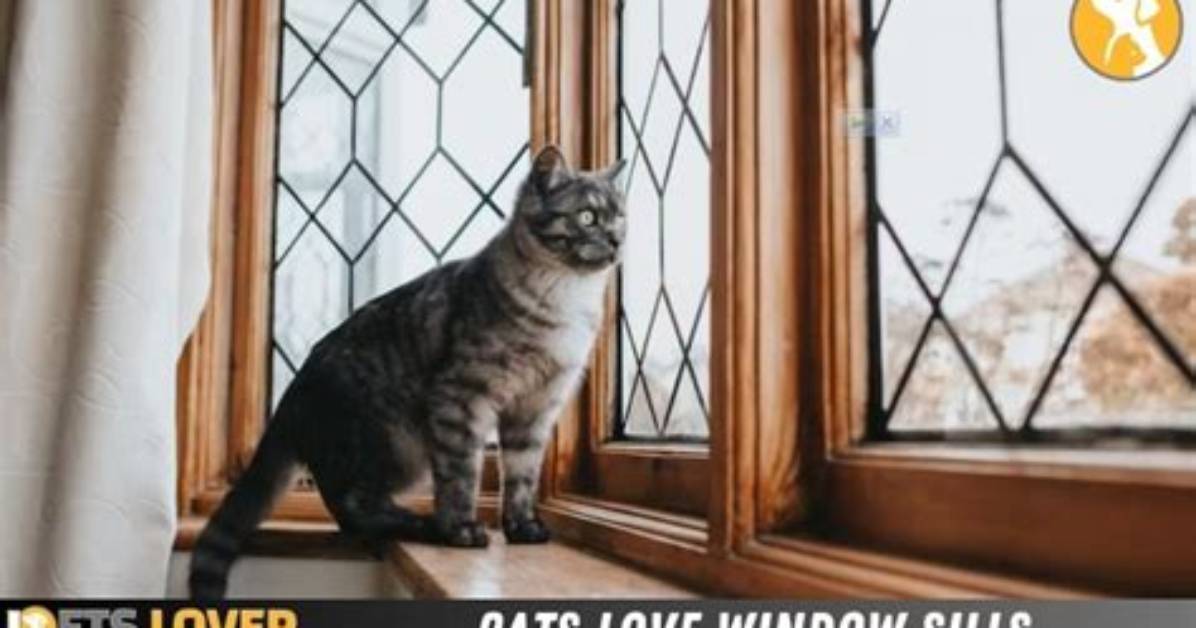 Why Do Cats Love Window Sills