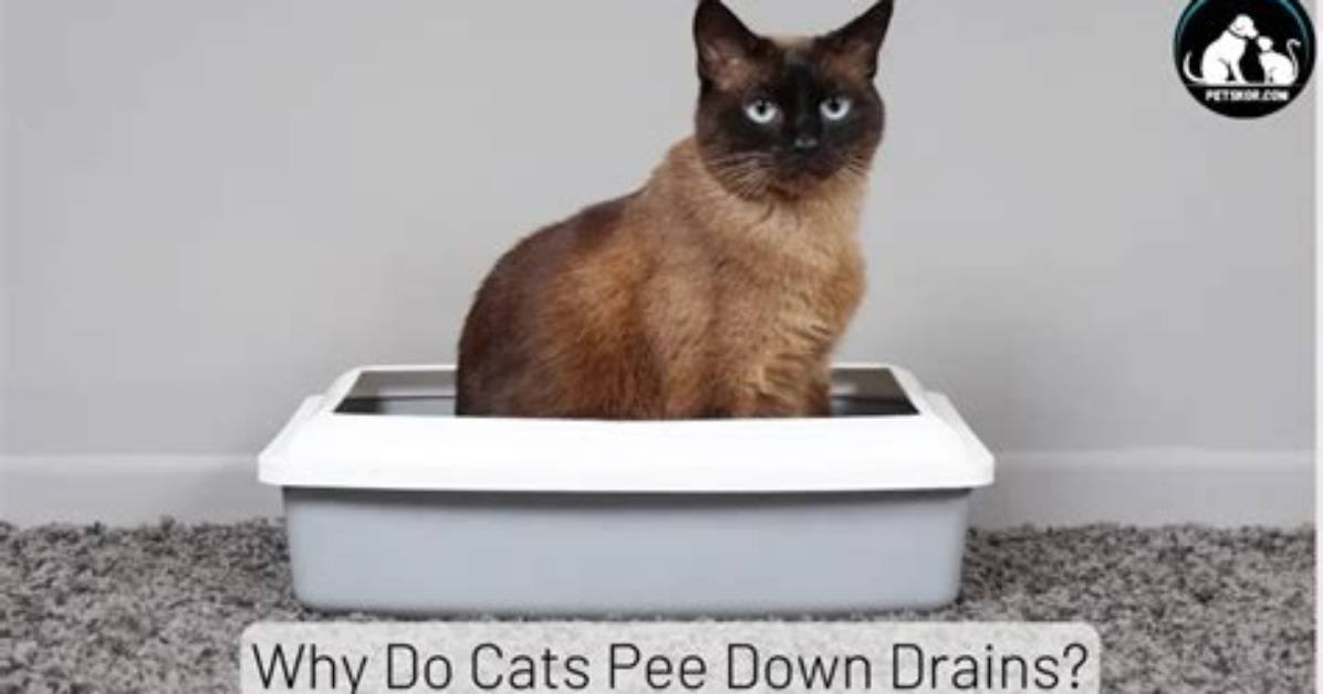 Why Do Cats Pee Down Drains?