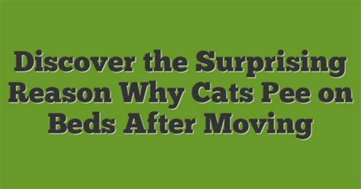 Why Do Cats Pee on Beds