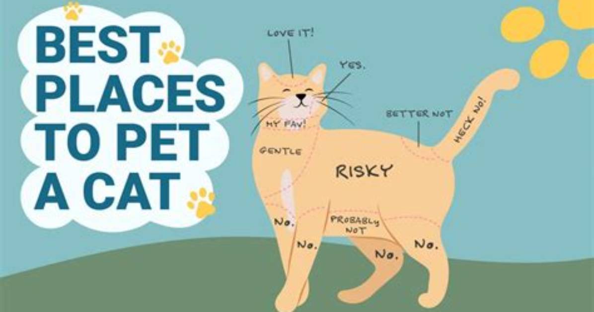 Why Do Cats Pitter Patter?