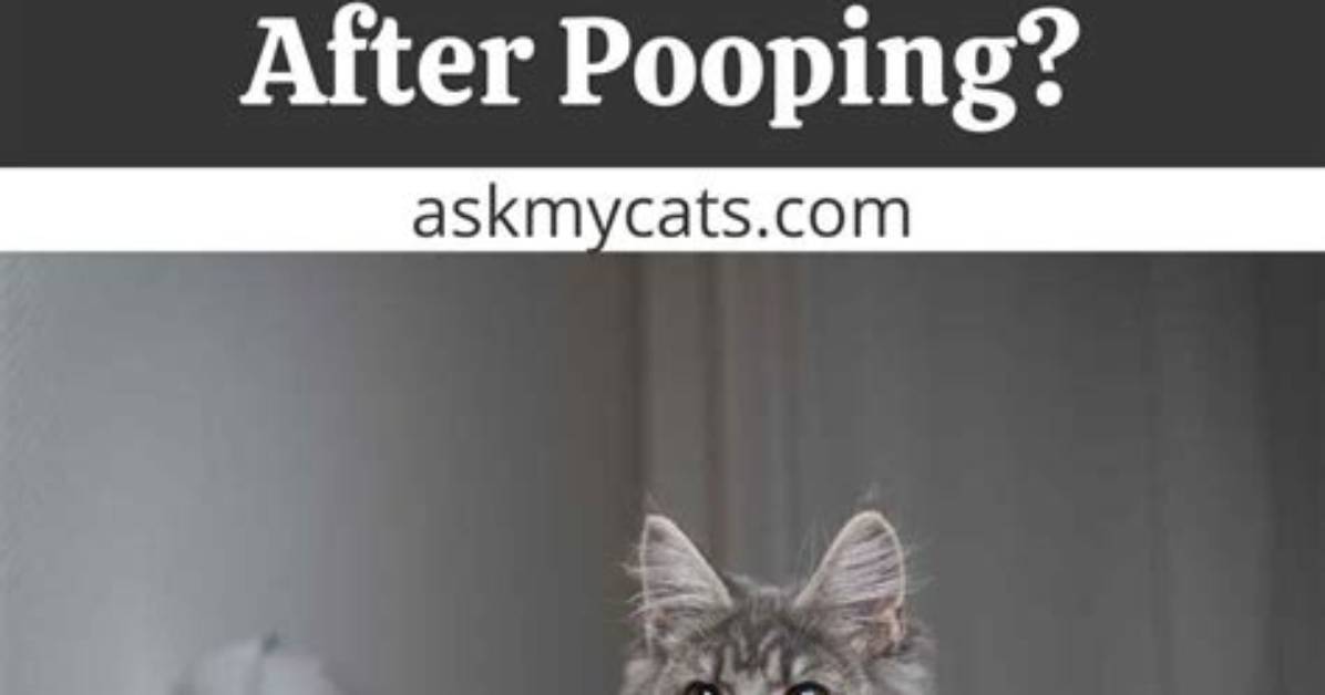 Why Do Cats Run After Pooping?