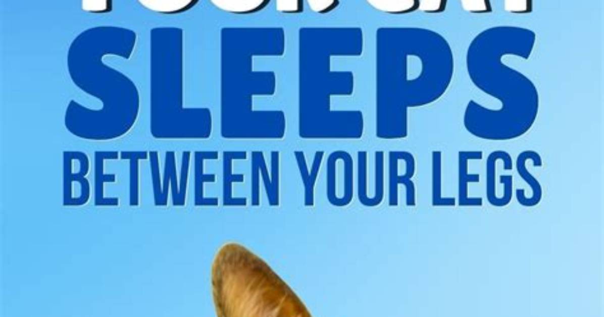 Why Do Cats Sleep Between Your Legs?