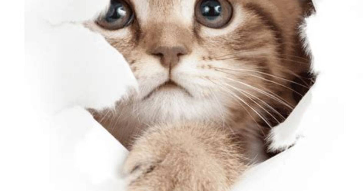 Why Do Cats Tear Paper