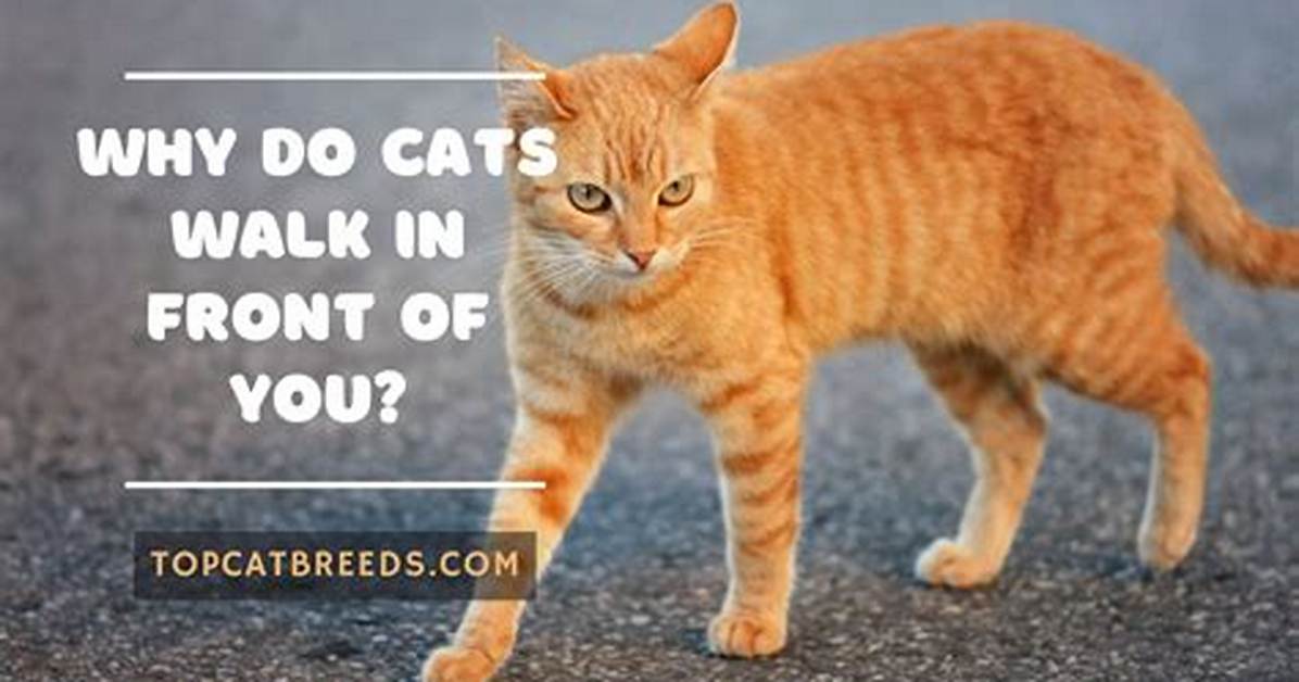 Why Do Cats Walk on You While You Sleep?