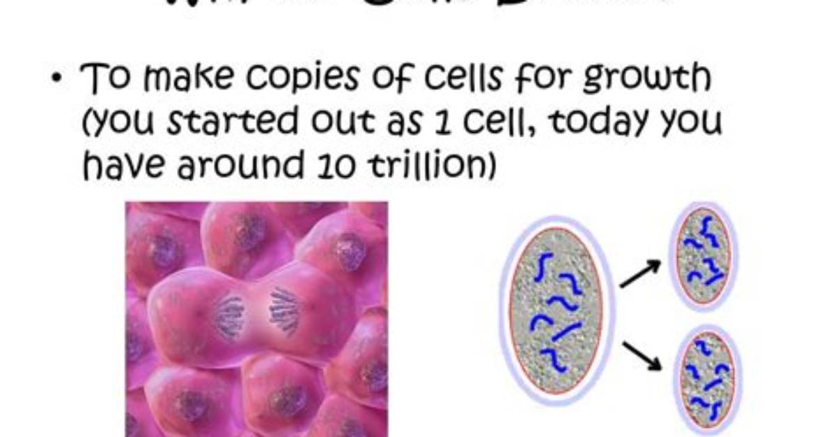 Why Do Cells Divide?