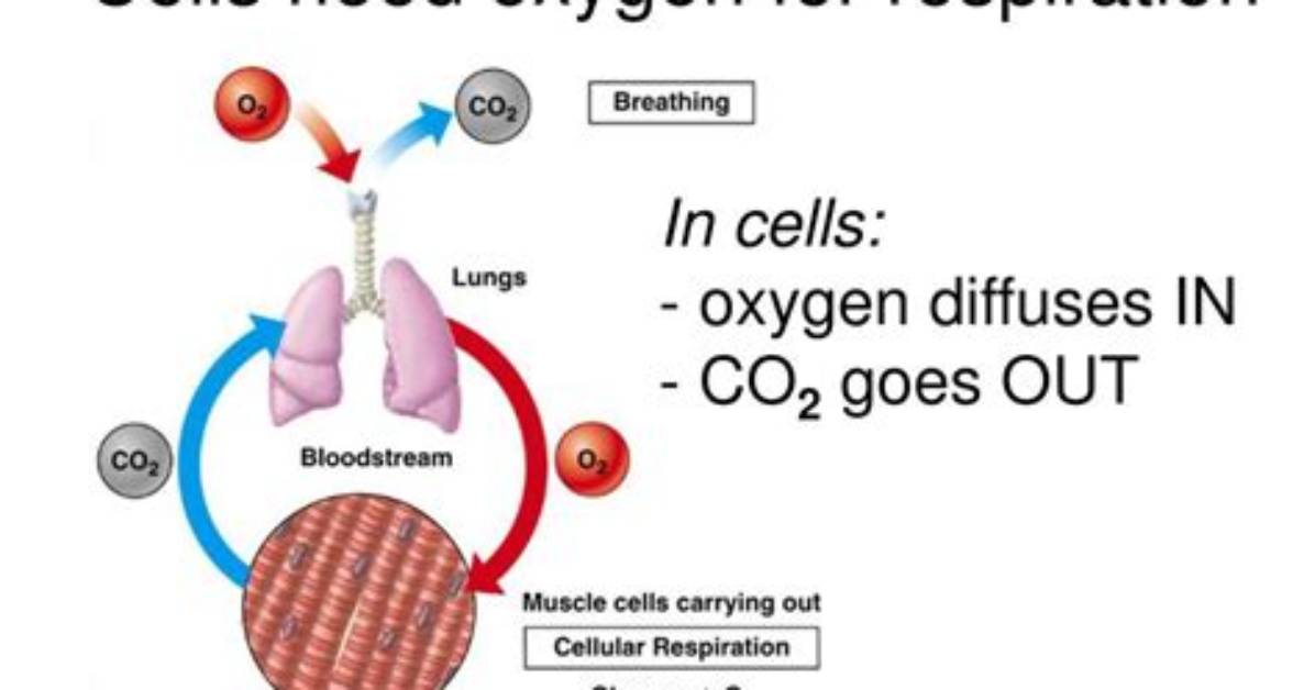 Why Do Cells Require Oxygen Gas