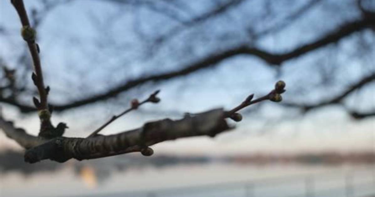 Why Do Cherry Blossom Trees Die