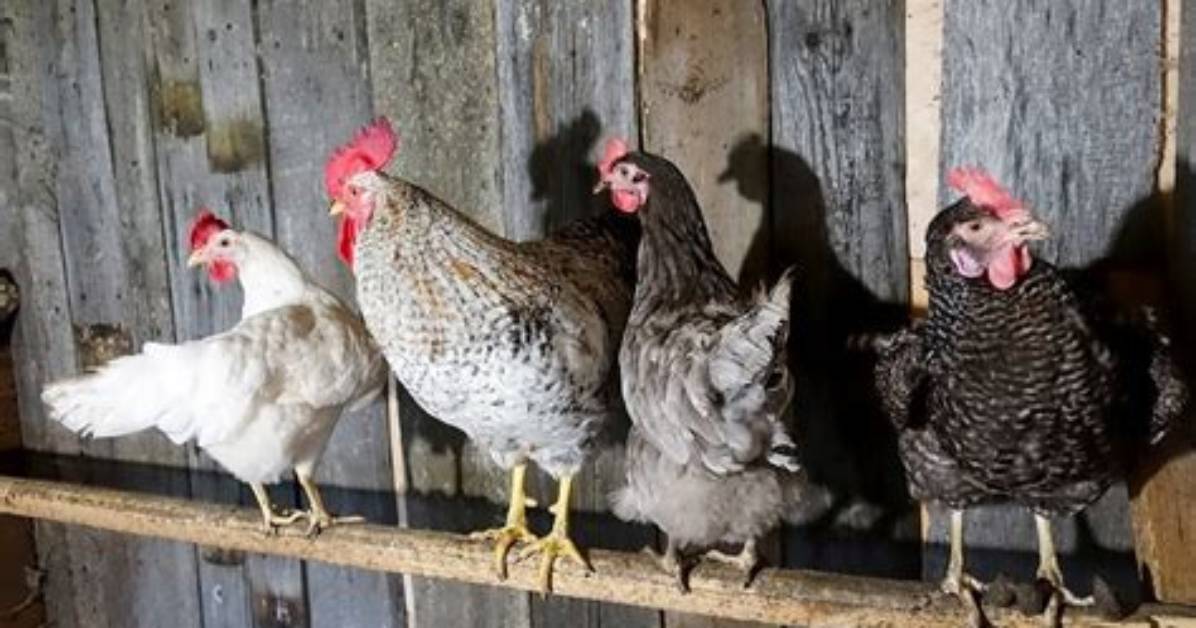 Why Do Chickens Need Roosts?