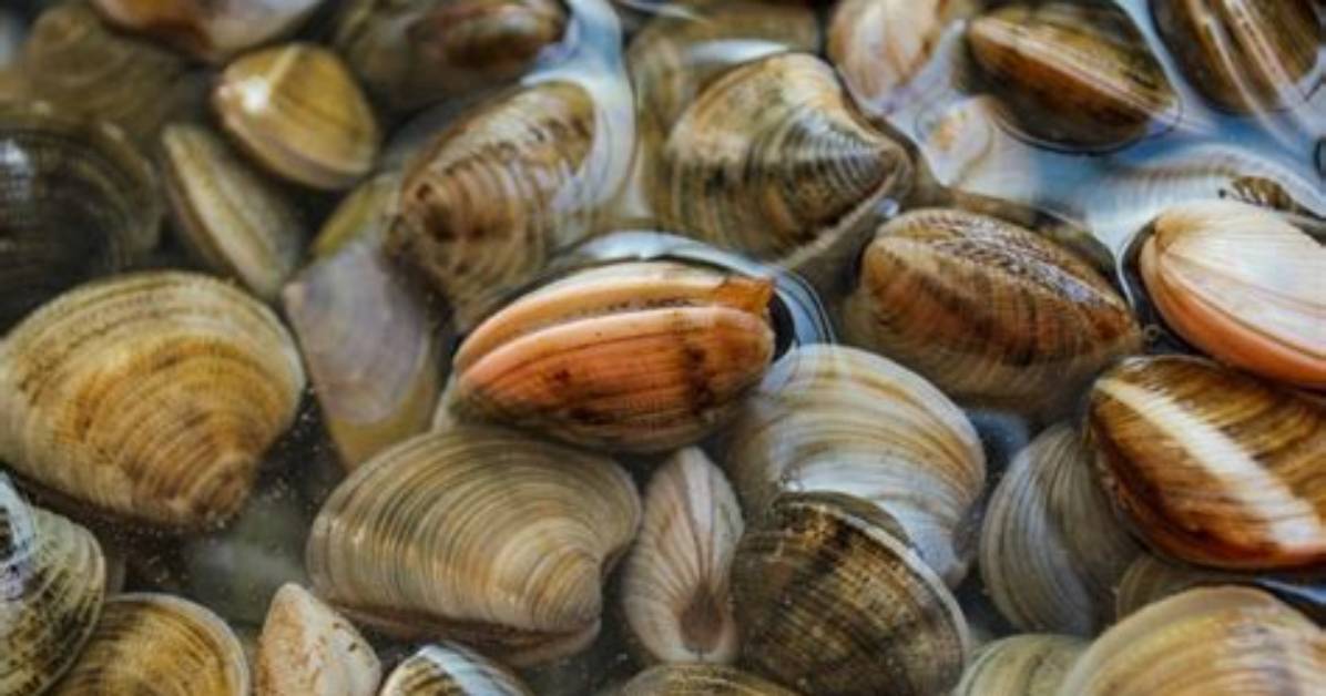 Why Do Clams Spit out Sand