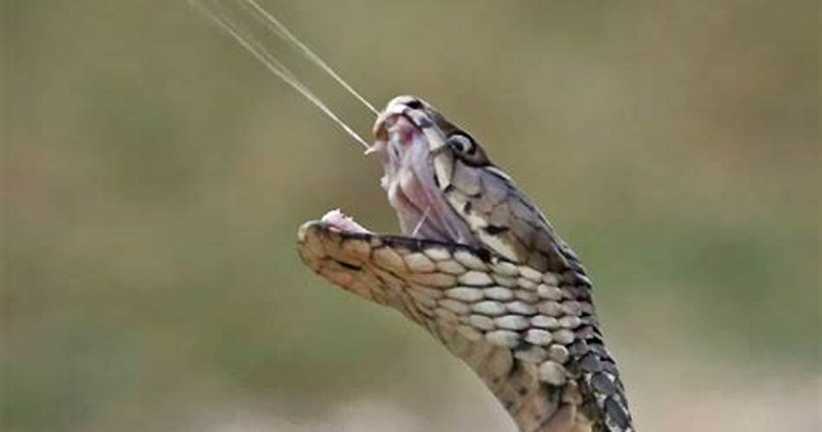 Why Do Cobras Spit?