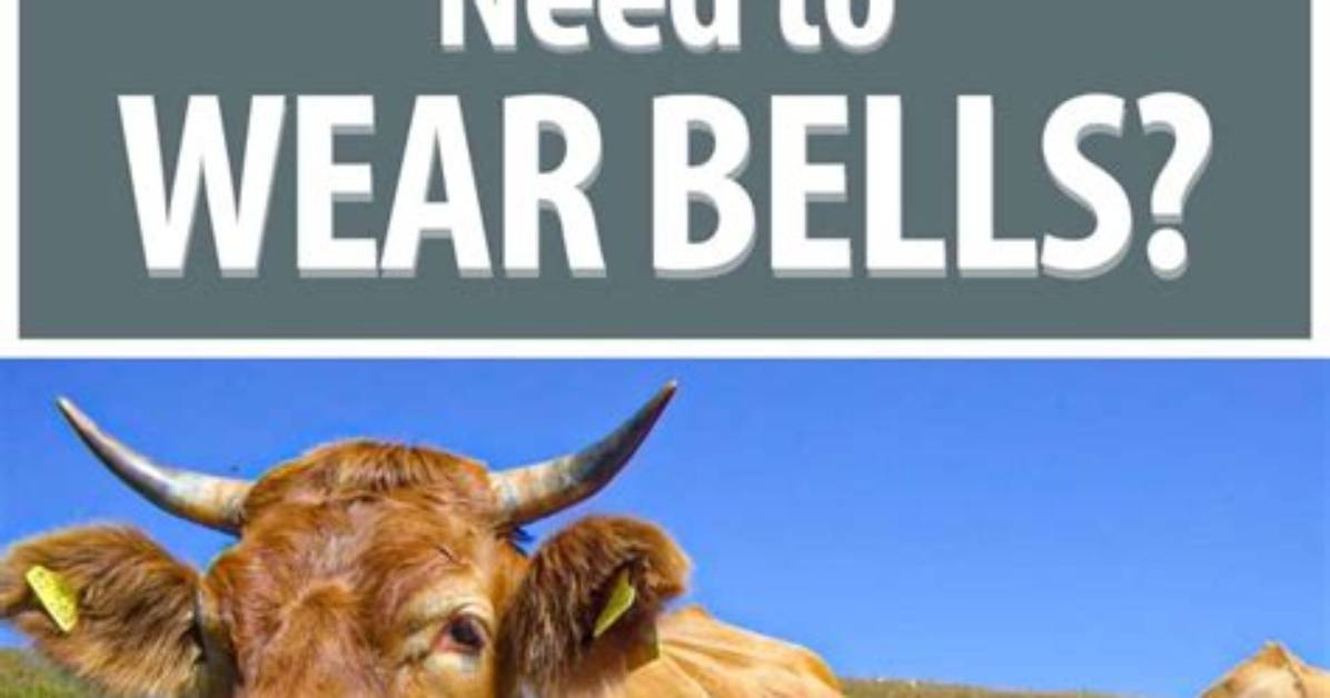 Why Do Cows Wear Bells?