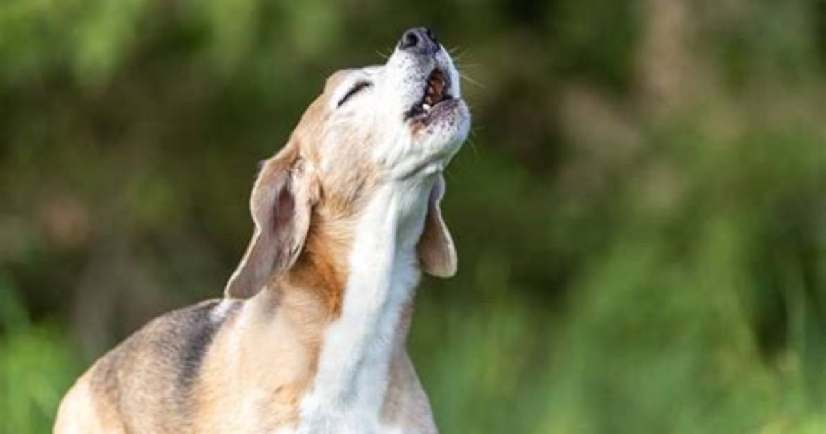 Why Do Coydogs Howl?