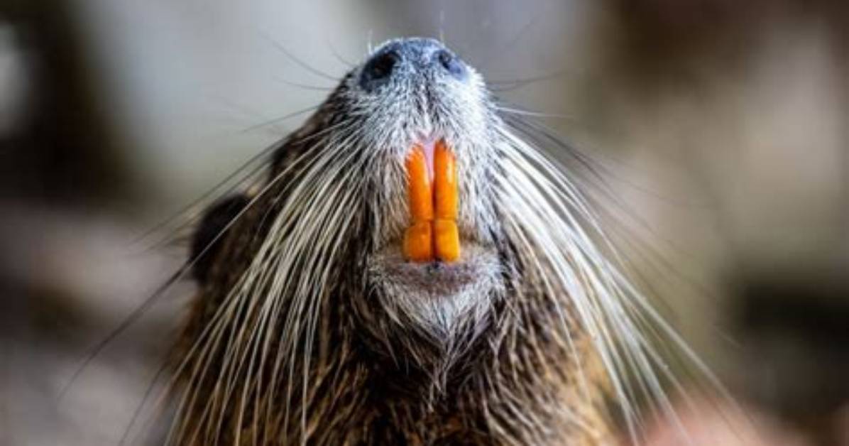 Why Do Coypu Have Orange Teeth?