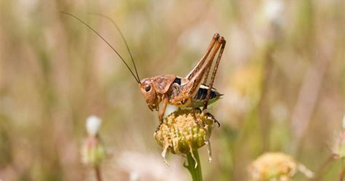 Why Do Crickets Make Noise?