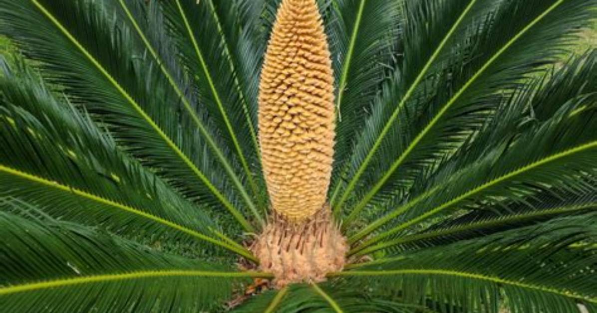 Why Do Cycads Have Thick and Sharp Leaves
