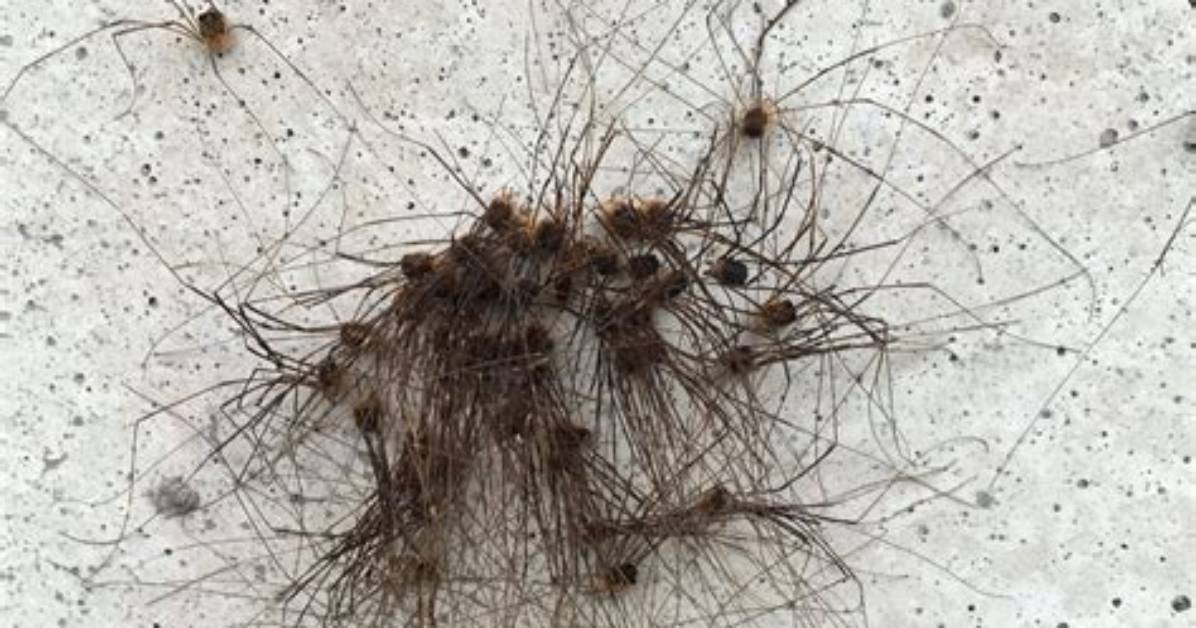 Why Do Daddy Long Legs Cluster?