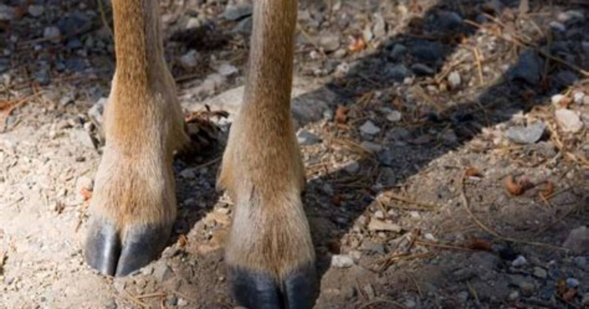 Why Do Deer Have Hooves