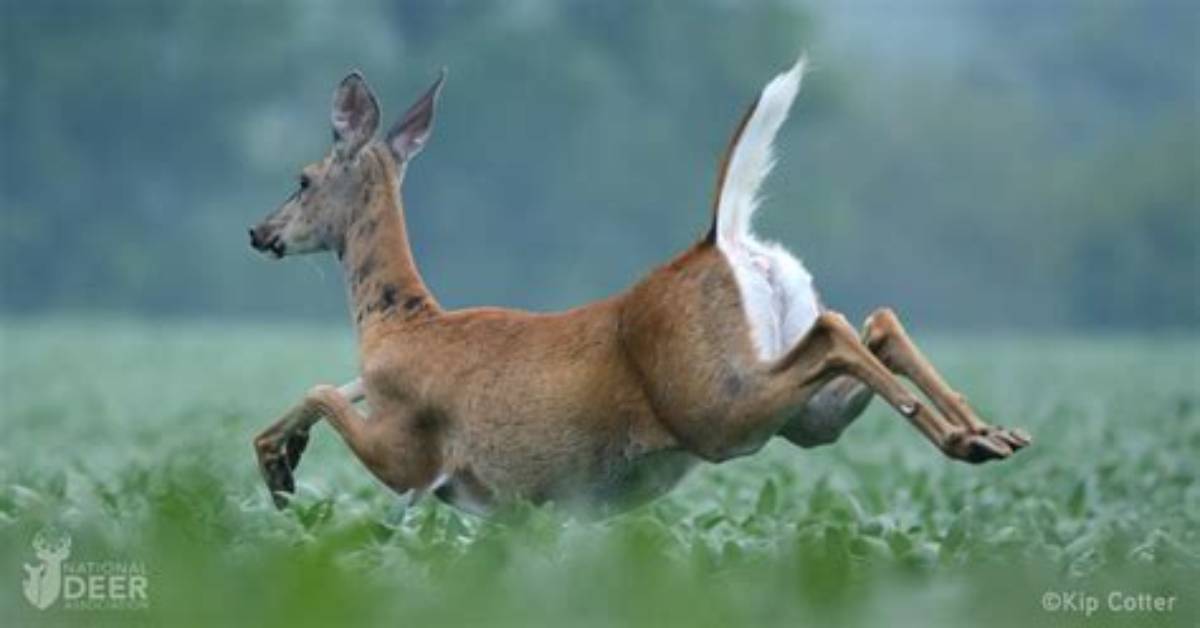 Why Do Deer Prance?