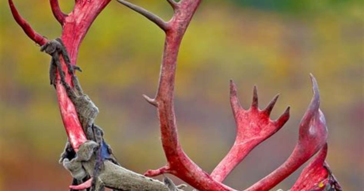 Why Do Deer Rub Their Velvet Off
