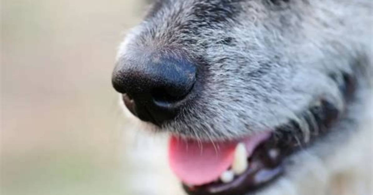 Why Do Dogs Chomp Their Jaws?