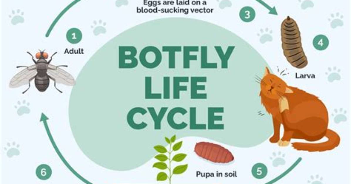 Why Do Dogs Get Botfly?