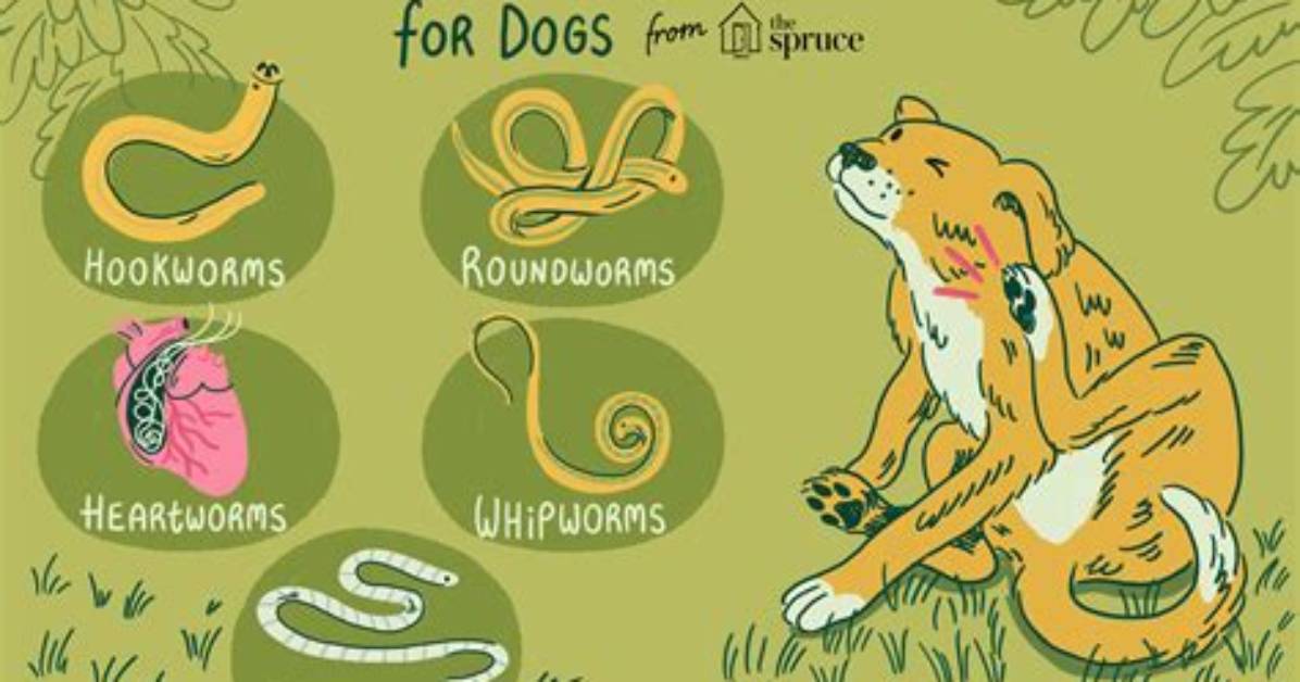 Why Do Dogs Get Parasites?