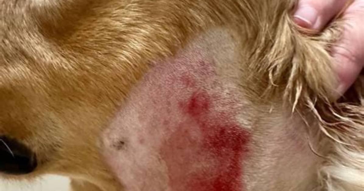 Why Do Dogs Get Pyoderma?