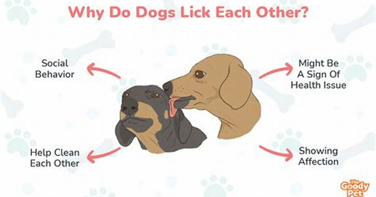 Why Do Dogs Lick You?