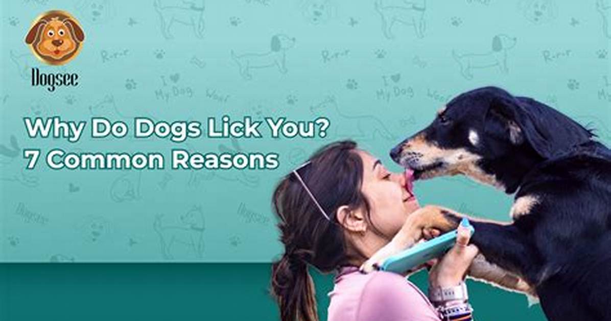 Why Do Dogs Like Hand Feeding?