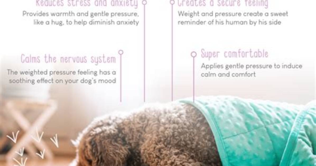 Why Do Dogs Move Blankets Around