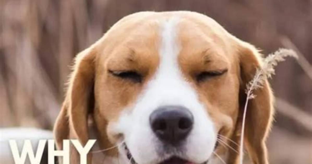 Why Do Dogs Piddle When Excited?