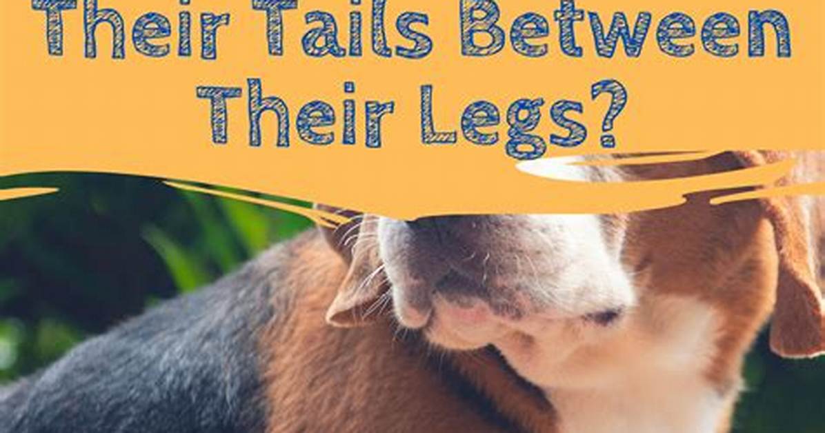 Why Do Dogs Put One Leg up?