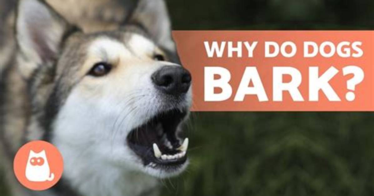 Why Do Dogs Randomly Bark at Nothing?