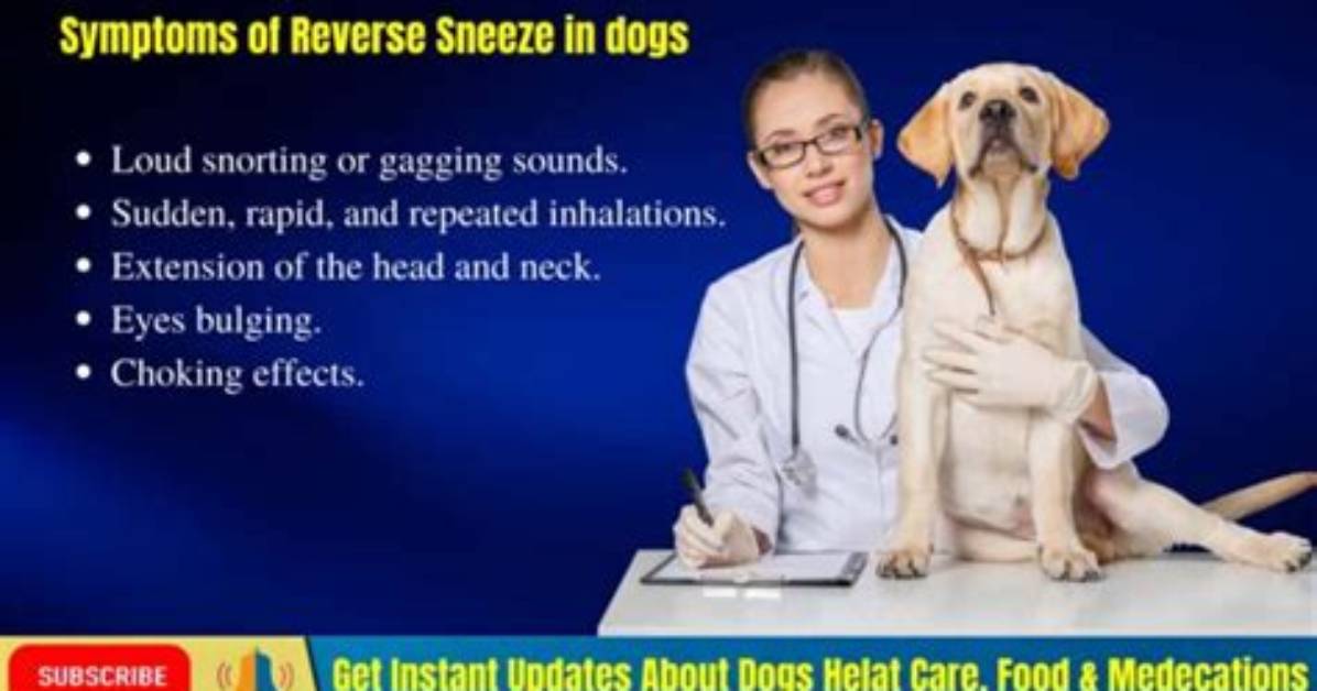 Why Do Dogs Reverse Sneeze?