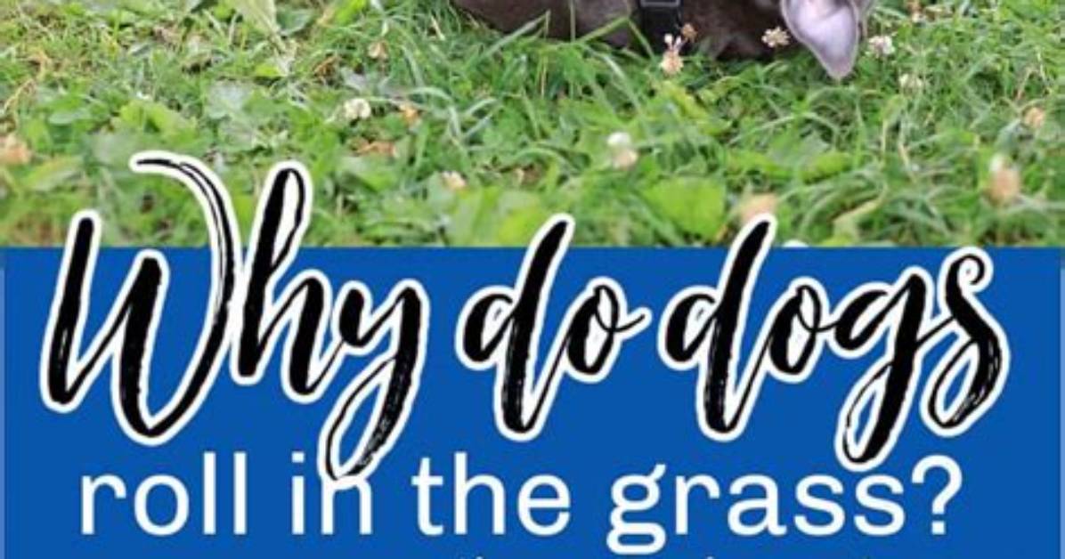 Why Do Dogs Roll in Grass?