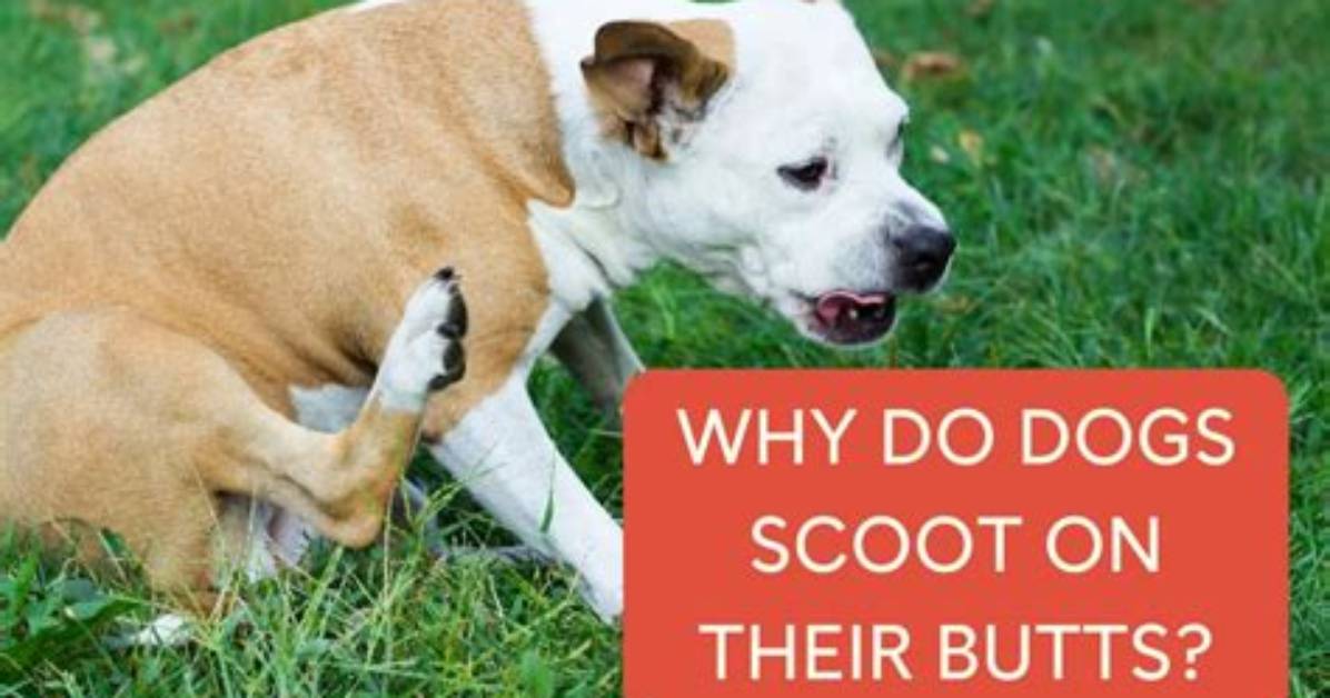 Why Do Dogs Scoot?