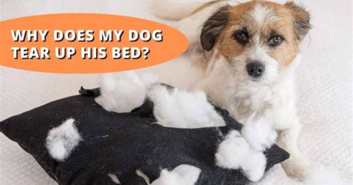 Why Do Dogs Tear up Pillows?