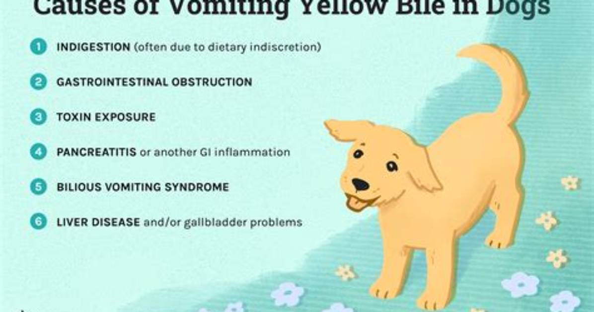 Why Do Dogs Throw up Yellow?