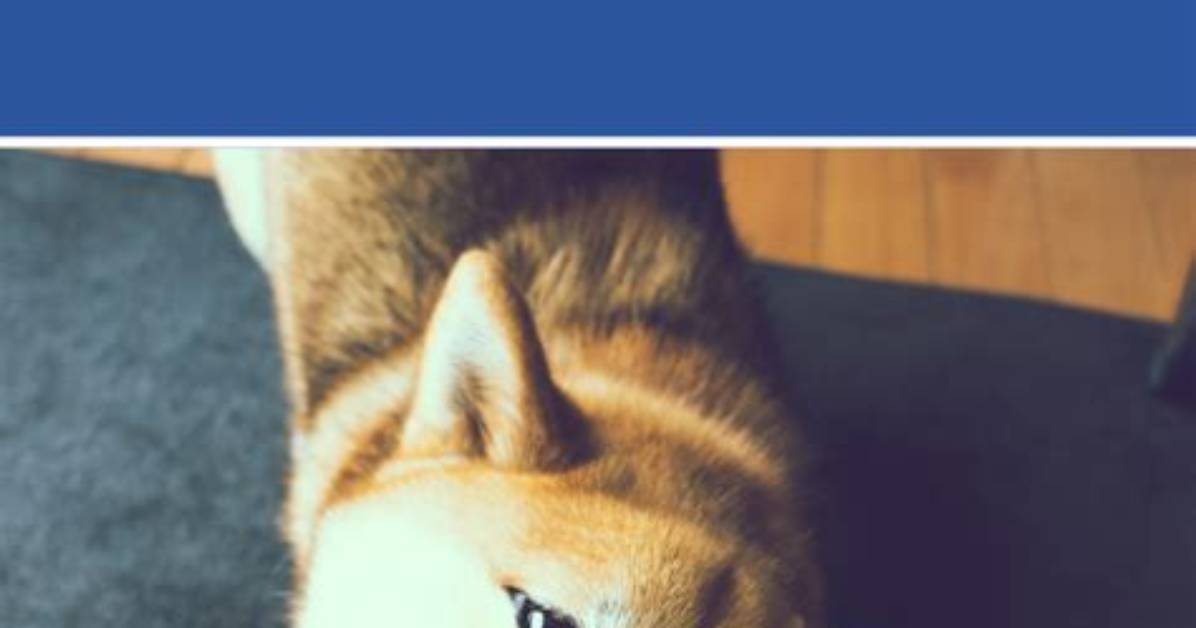 Why Do Dogs Turn Against Their Owners?