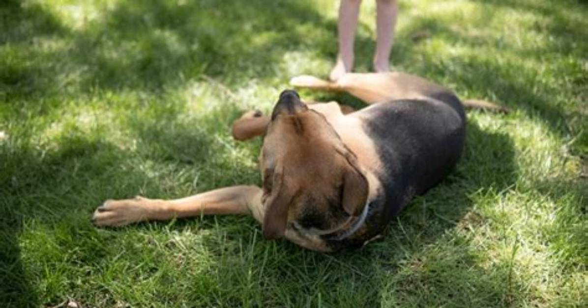 Why Do Dogs Twirl?