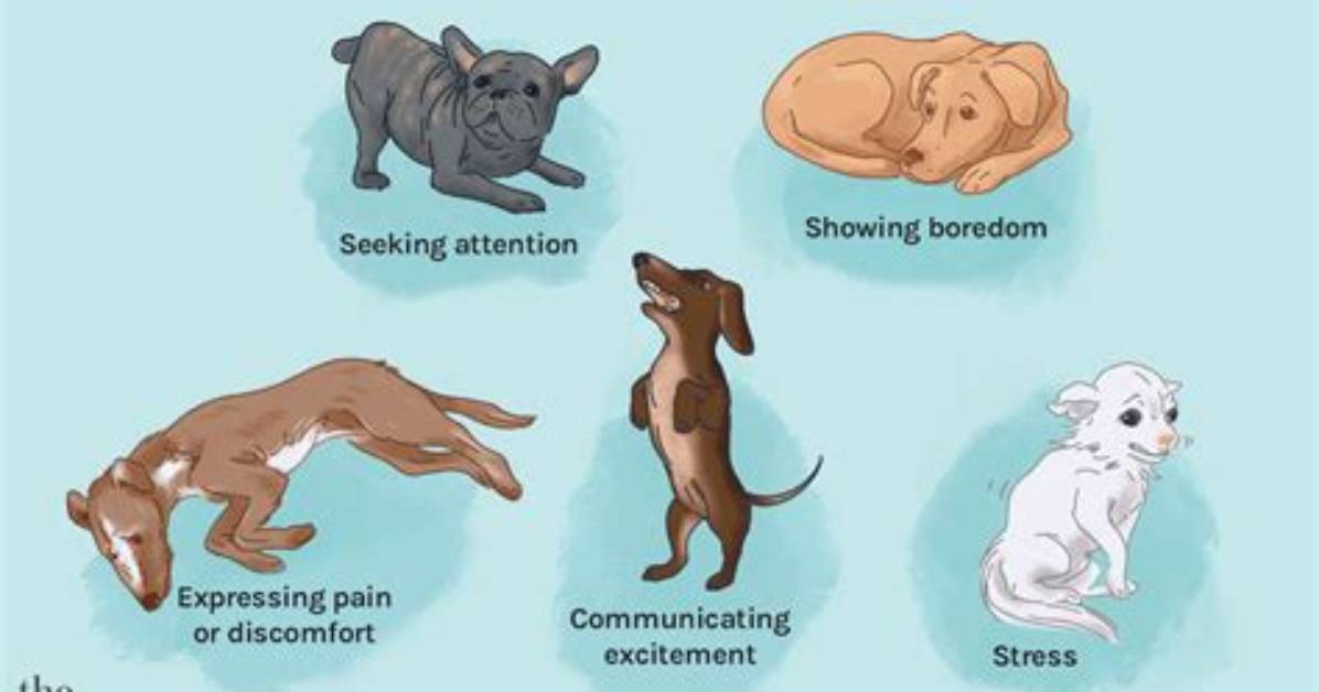 Why Do Dogs Whine