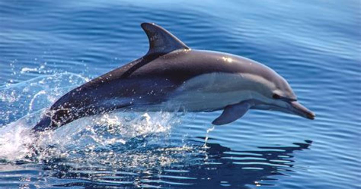 Why Do Dolphins Live in the Ocean
