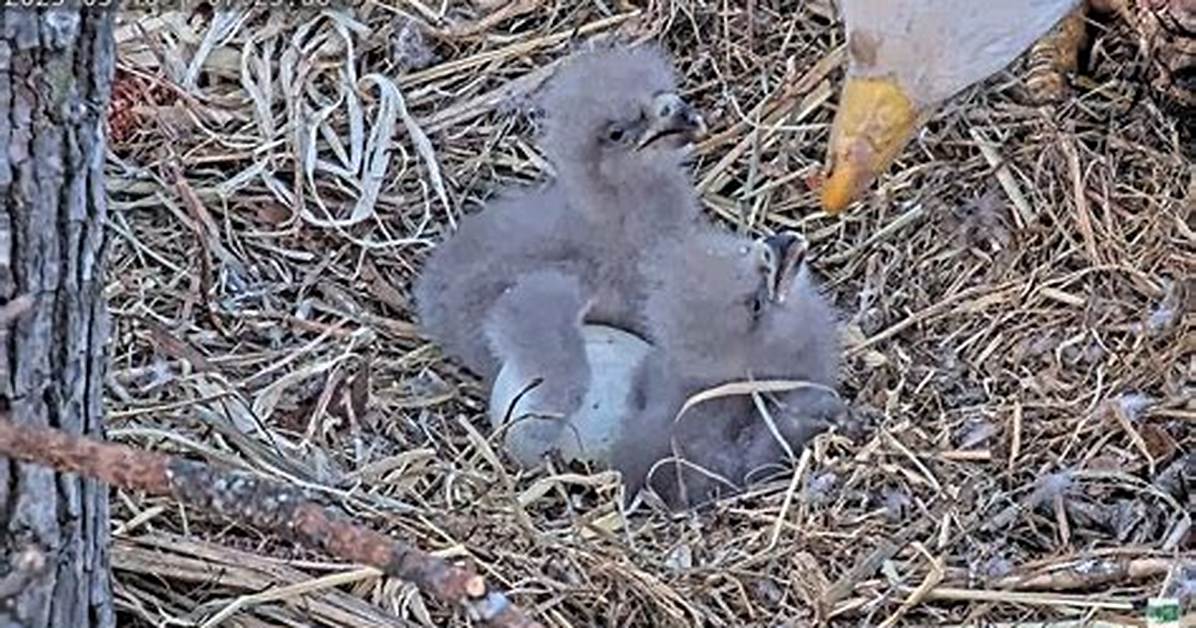 Why Do Eaglets Bonk?