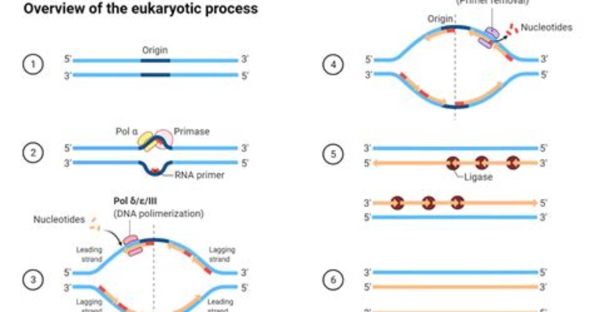 Why Do Eukaryotic Cells Use Multiple Replication Forks