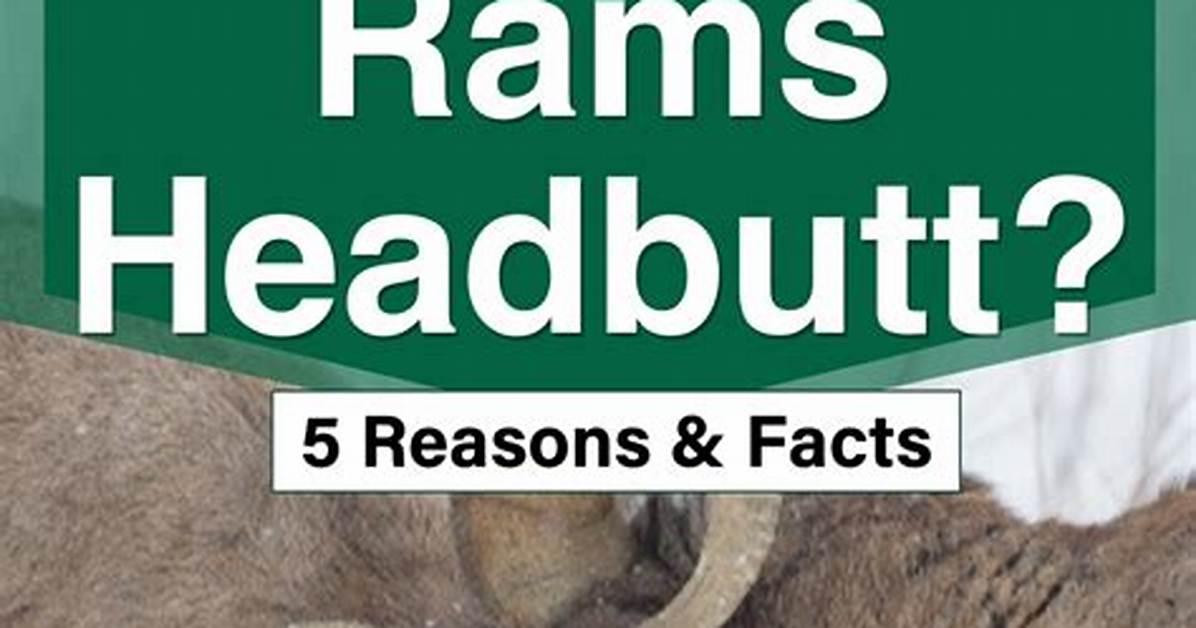 Why Do Ewes Headbutt?