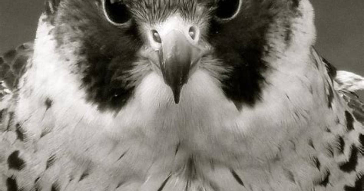 Why Do Falcons Scream
