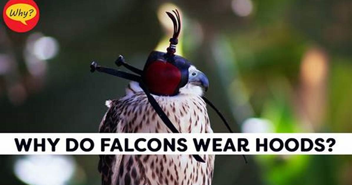 Why Do Falcons Wail