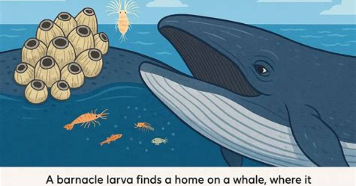 Why Do Fish Attach to Whales?