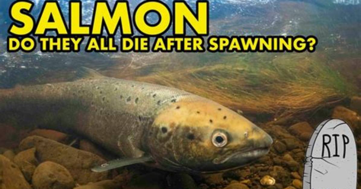 Why Do Fish Die After Spawning?