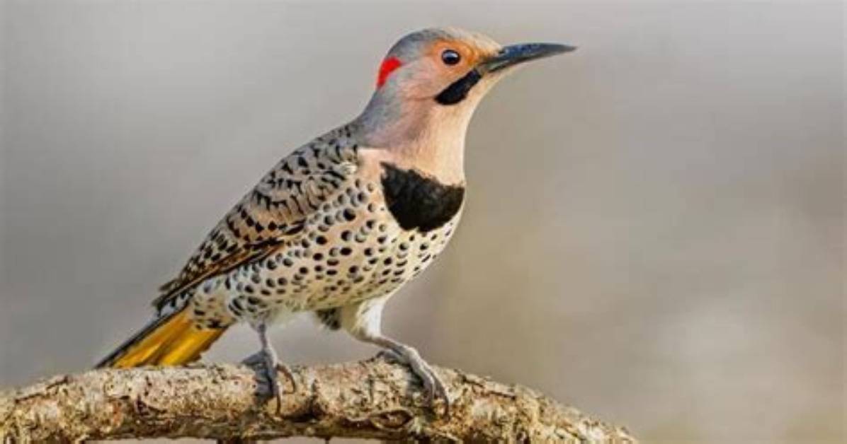 Why Do Flickers Peck Metal?
